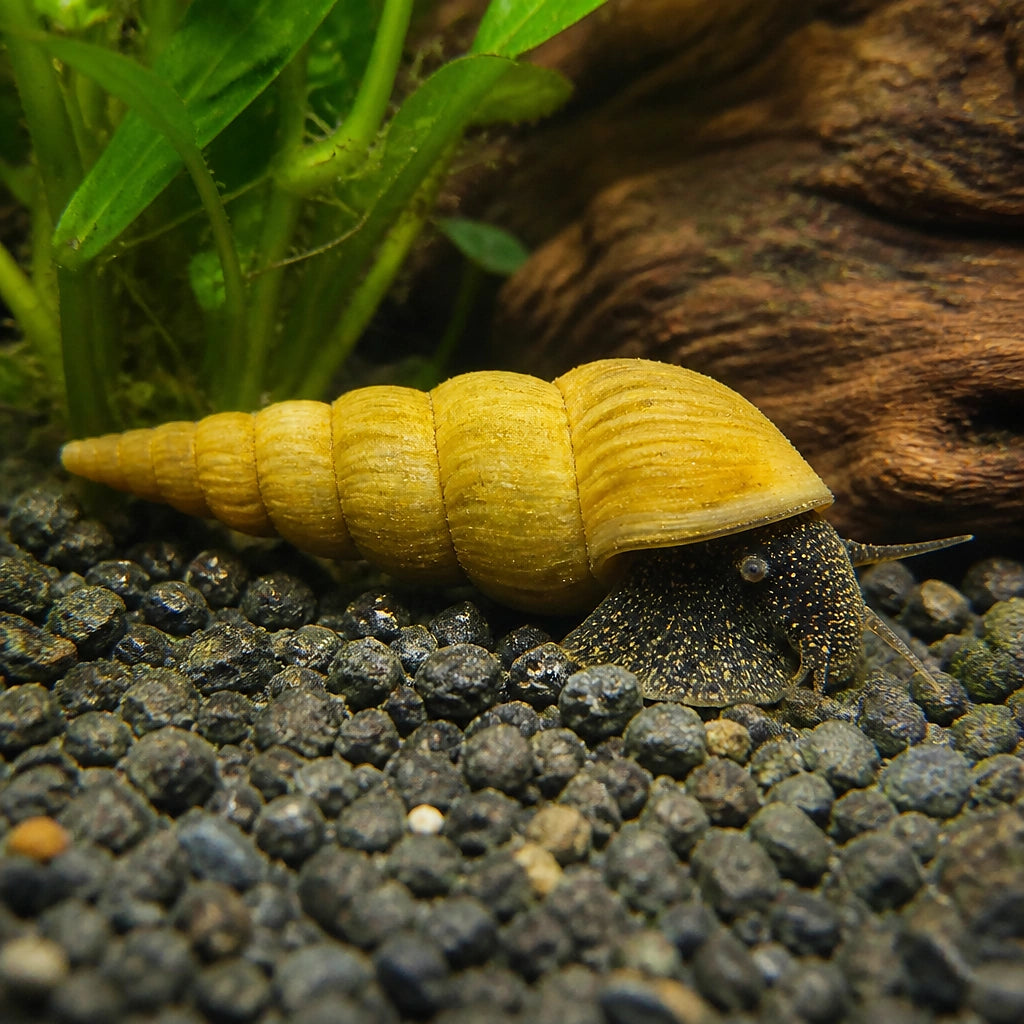 Yellow Rabbit Snail — Snail for sale UK — AI natural aquarium view