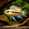 Uapesi Dwarf Cichlid urubaxi — tropical fish for sale UK — AI hero driftwood view
