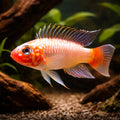 Uapesi Dwarf Cichlid urubaxi red — tropical fish for sale UK — AI hero driftwood view