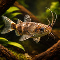 Upside-Down Catfish, Black- — tropical fish for sale UK — AI hero driftwood view
