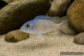 Usisya Peacock Cichlid Aulonocara juvenile with pale body and blue sheen - AI-generated reference image
