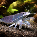 Vampire Shrimp — Shrimp for sale UK — AI hero driftwood view