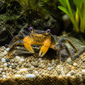 Vampire yellow crab — tropical fish for sale UK — AI natural aquarium view