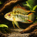 Veijia Dwarf Cichlid — tropical fish for sale UK — AI hero driftwood view