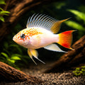 Veijia Dwarf Cichlid gold (Apistogramma sp. viejeta gold) - Cichlid Fish for Sale UK — AI hero driftwood view