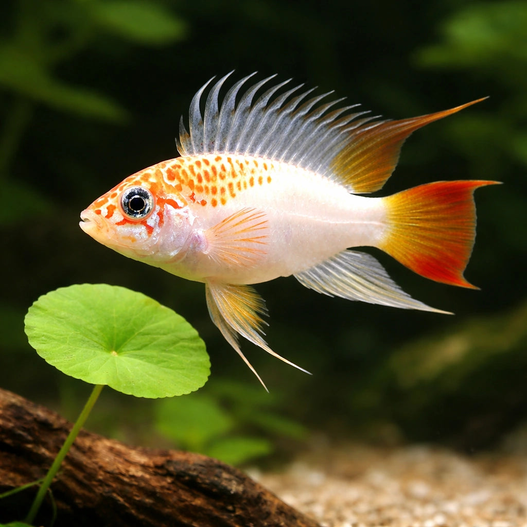 Veijia Dwarf Cichlid gold (Apistogramma sp. viejeta gold) - Cichlid Fish for Sale UK — AI scale plant view