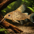 Velifer Catfish — tropical fish for sale UK — AI hero driftwood view