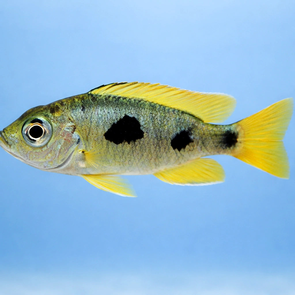 Verduya´s hap — tropical fish for sale UK — AI side clean view