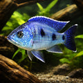 Verduya´s Hap Deep Blue — tropical fish for sale UK — AI hero driftwood view