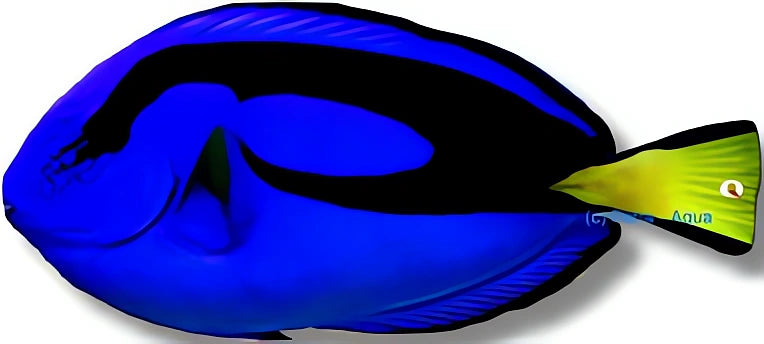 Vibrant Paracanthurus Hepatus Surgeon Fish for UK — tropical fish for sale UK