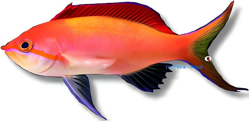 Vibrant Pseudanthias Dispar Fish for UK Aquariums — tropical fish for sale UK