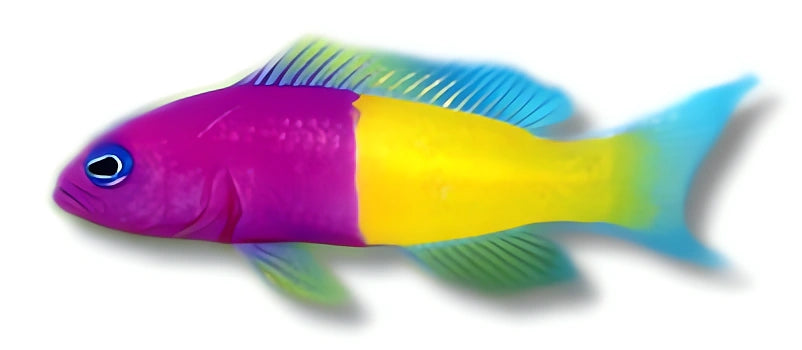 Vibrant Pseudochromis Paccagnellae for UK Aquariums — tropical fish for sale UK
