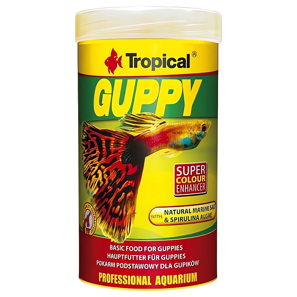 Vibrant Tropical Guppy Fish for UK Aquarists — tropical fish for sale UK