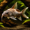 Wahrindi — tropical fish for sale UK — AI hero driftwood view