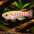 Walker's Killifish — tropical fish for sale UK — AI hero driftwood view