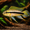 Weise's Dwarf Cichlid — tropical fish for sale UK — AI hero driftwood view