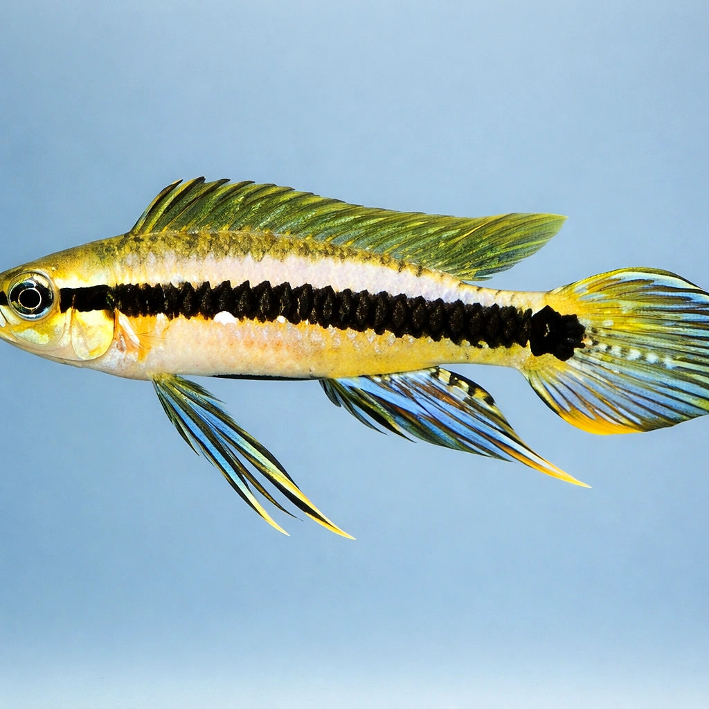 Weise's Dwarf Cichlid — tropical fish for sale UK — AI side clean view