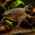 Western clawed frog — tropical fish for sale UK — AI hero driftwood view