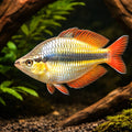 Western Rainbowfish — tropical fish for sale UK — AI hero driftwood view