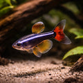 White Cloud Mountain Minnows (Tanichthys albonubes) - UK — AI hero driftwood view