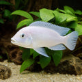 White Dolphin Cichlid (Cyrtocara moorii) — AI natural aquarium view