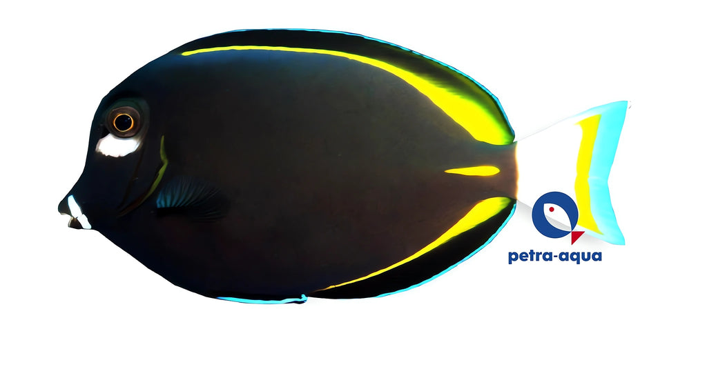 Whitecheek Surgeonfish M — tropical fish for sale UK