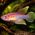 White's Cynolebias — tropical fish for sale UK — AI hero driftwood view