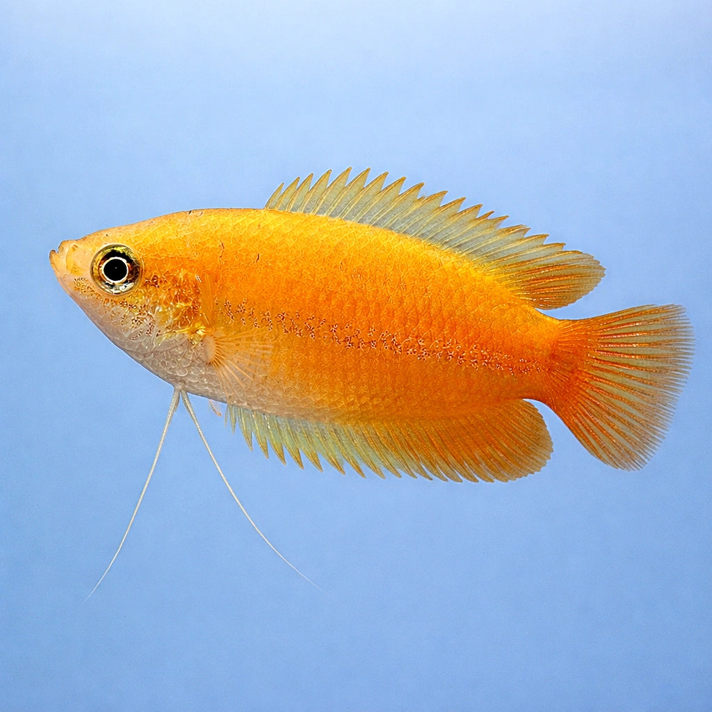 Gold Dwarf Gourami (Colisa sota) 2-3 cm - Tropical Fish Co