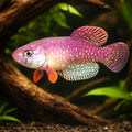 Wolterstorff's Pearl Fish — tropical fish for sale UK — AI hero driftwood view