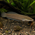 Xenentodon cancila — tropical fish for sale UK — AI natural aquarium view