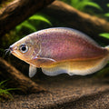 Xenomystus nigri — tropical fish for sale UK — AI hero driftwood view