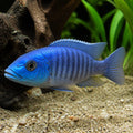Blue Burundi Cichlid — Lake Tanganyika Cichlids for sale UK — AI natural aquarium view