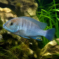 Yellow Sand Cichlid — Lake Tanganyika Cichlids for sale UK — AI natural aquarium view