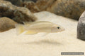 Xenotilapia flavipinnis juvenile Tanganyika sand cichlid with pale silver body and yellow-tinted fins - AI-generated reference image