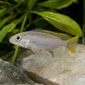 Xenotilapia flavipinnis Nyanza Lac 4-5 cm — AI natural aquarium view