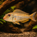 Xenotilapia ochrogenys \"ndole\" 4 - — tropical fish for sale UK — AI hero driftwood view