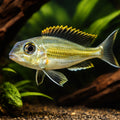 Xenotilapia ornatipinis 4 - — tropical fish for sale UK — AI hero driftwood view