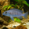 Tembwe Butterfly Cichlid — Lake Tanganyika Cichlids for sale UK — AI natural aquarium view