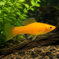 Vienna Broccoli Swordtail - Xiphophorus Hellerii - Livebearer, Peaceful Companions for Beginners, Easy Care Freshwater Fish That Flourish in Diverse Aquatic Environments, Vibrant Colors for Any Aquarium — for sale UK — AI natural aquarium view