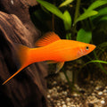 Vienna Broccoli Swordtail - Xiphophorus Hellerii - Livebearer, Peaceful Companions for Beginners, Easy Care Freshwater Fish That Flourish in Diverse Aquatic Environments, Vibrant Colors for Any Aquarium — for sale UK — AI natural aquarium view