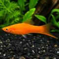 Vienna Broccoli Swordtail - Xiphophorus Hellerii - Livebearer, Peaceful Companions for Beginners, Easy Care Freshwater Fish That Flourish in Diverse Aquatic Environments, Vibrant Colors for Any Aquarium — for sale UK — AI natural aquarium view