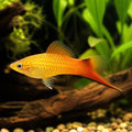  — tropical fish for sale UK — AI natural aquarium view