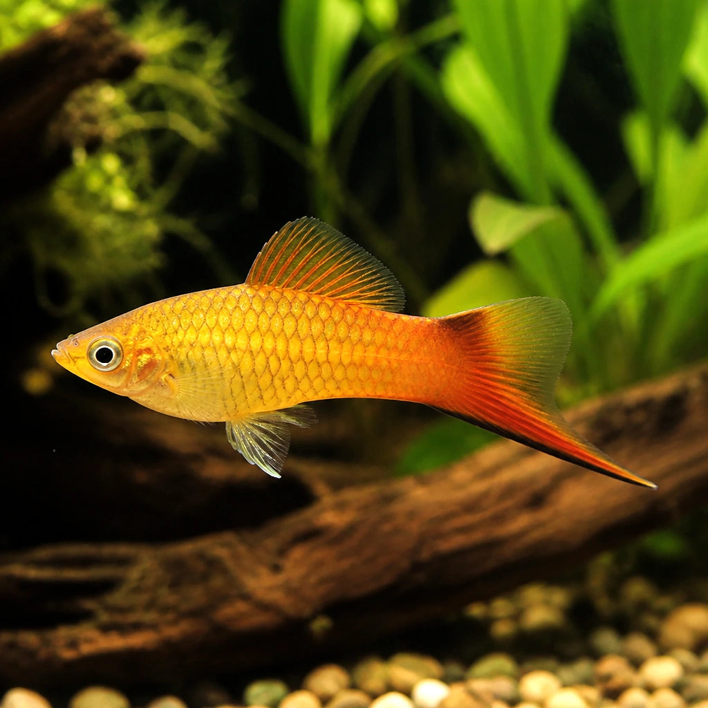  — tropical fish for sale UK — AI natural aquarium view