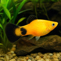 X Coral Red Platies - Xiphophorus Maculatus - Livebearer, Best Tropical Fish for Brightening Your Aquarium, Easy to Care for and Friendly Tank Mates for a Thriving Ecosystem — for sale UK — AI natural aquarium view