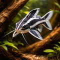 Xiphophorus Maculatus — Catfish cory pleco for sale UK — AI hero driftwood view