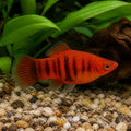 X Coral Red Platies - Xiphophorus Maculatus - Livebearer, Best Tropical Fish for Brightening Your Aquarium, Easy to Care for and Friendly Tank Mates for a Thriving Ecosystem — for sale UK — AI natural aquarium view