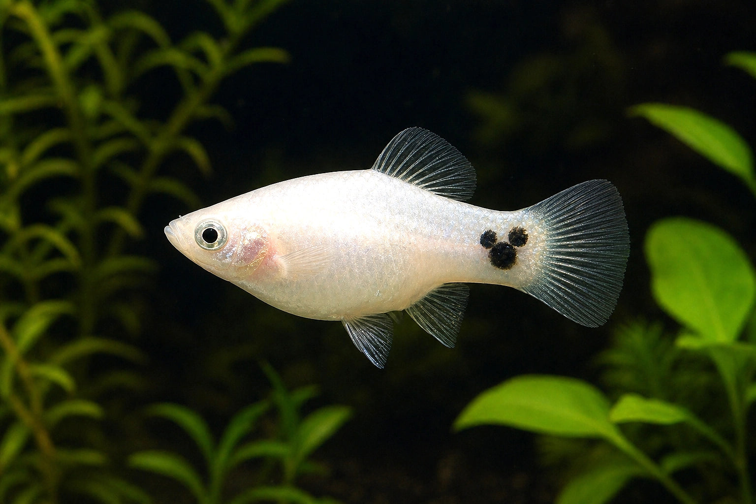 White Mickey Mouse Platy (Xiphophorus maculatus) in a planted aquarium - AI-generated reference image