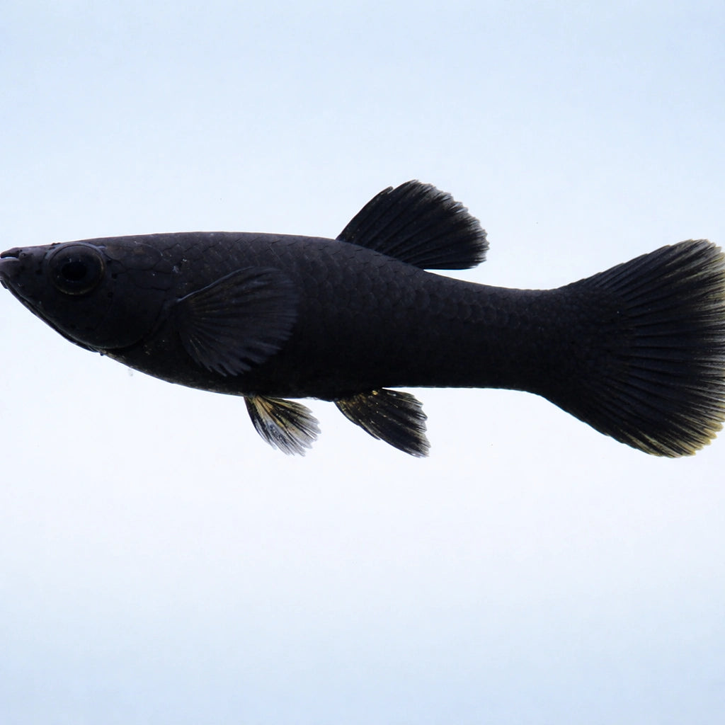 Xiphophorus Maculatus — Molly for sale UK — AI side clean view