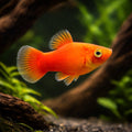 Xiphophorus Maculatus — Platy for sale UK — AI hero driftwood view