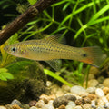 Xiphophorus pigmaeus — tropical fish for sale UK — AI natural aquarium view